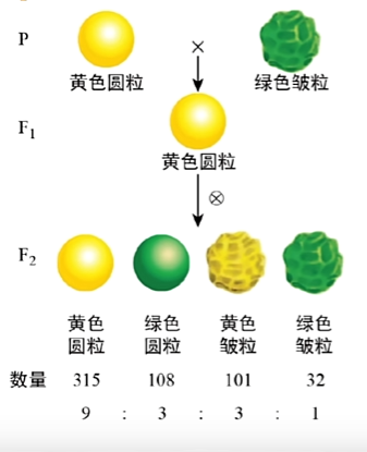 过程及现象