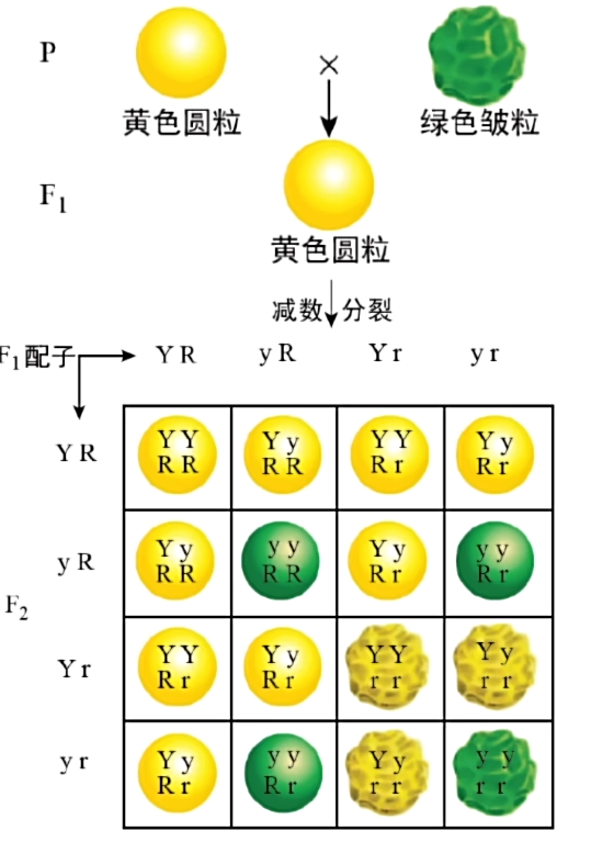 假说内容