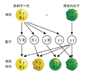用假说预测其他实验结果