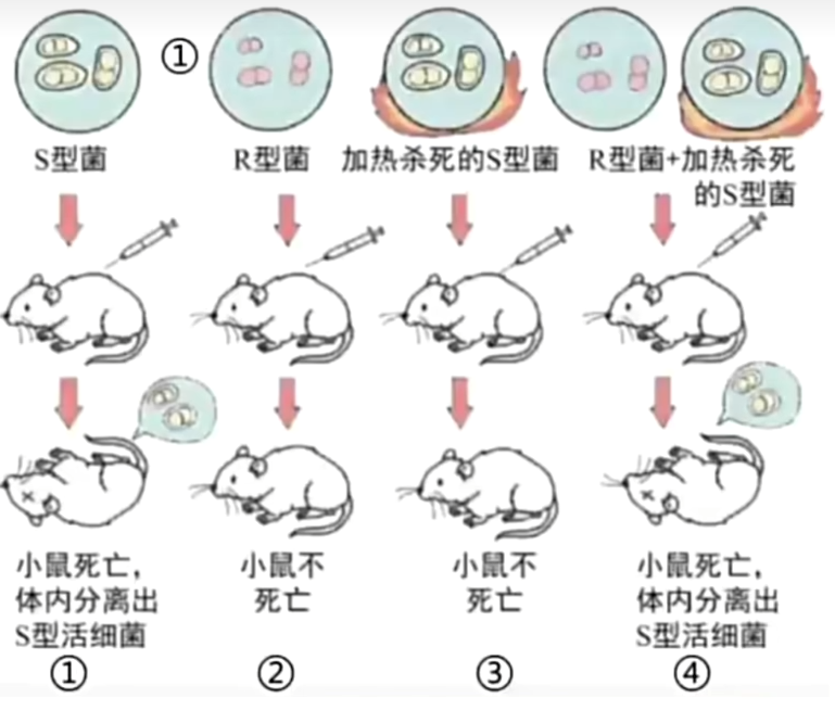 实验过程及结果