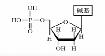 结构简式