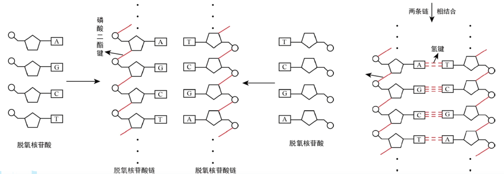 空间结构