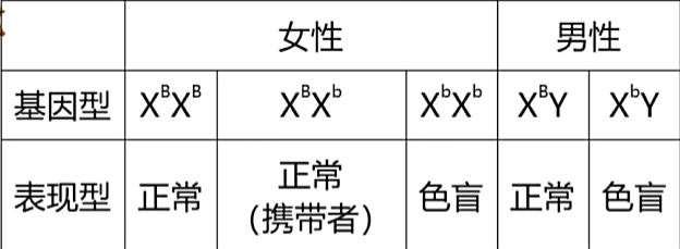 伴X隐性遇传