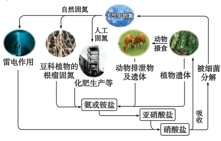 氮的循环
